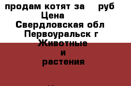 продам котят за 10 руб. › Цена ­ 10 - Свердловская обл., Первоуральск г. Животные и растения » Кошки   . Свердловская обл.